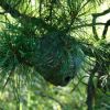 Осиное гнездо на таежном кедре!
